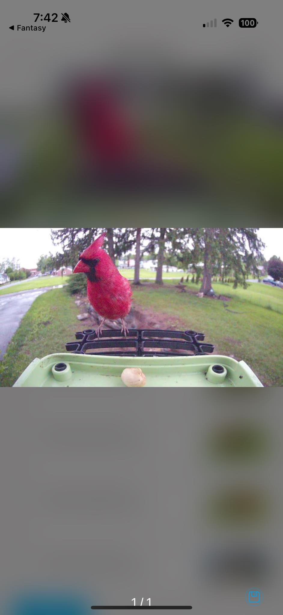 Bird
