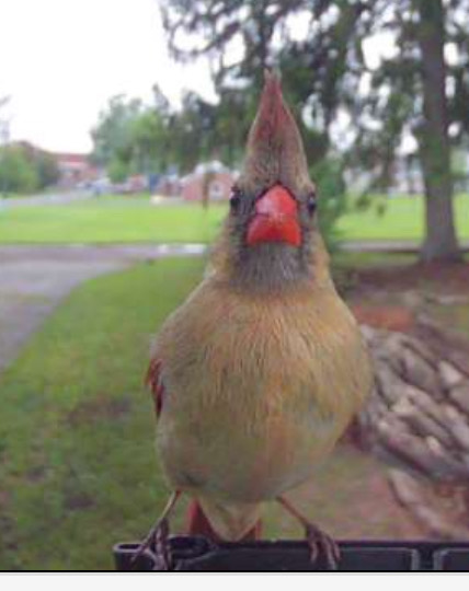 Bird