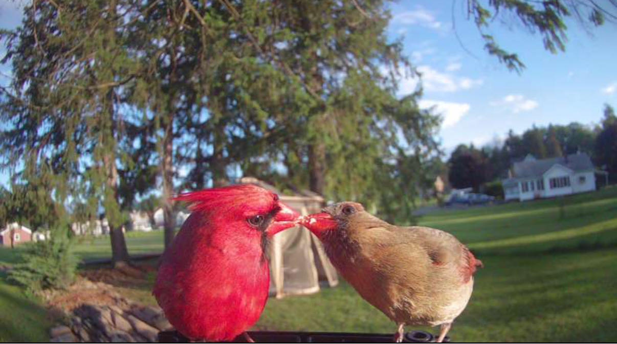 Bird