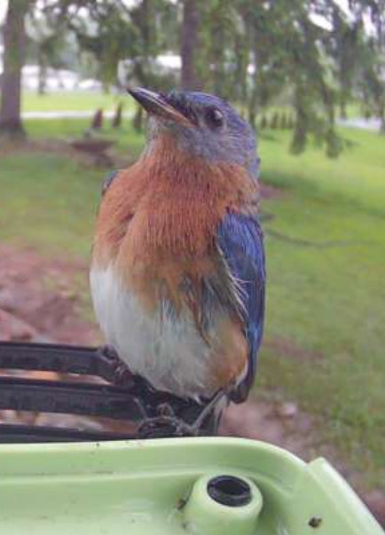 Bird
