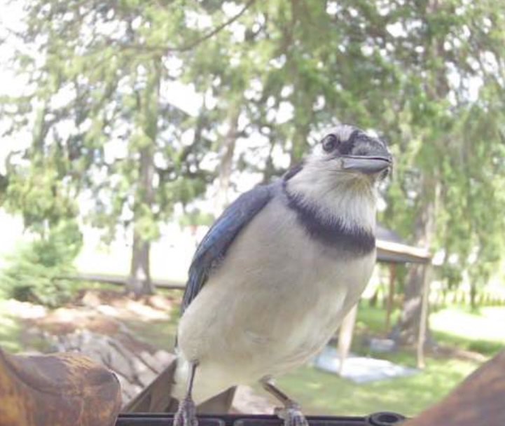 Bird