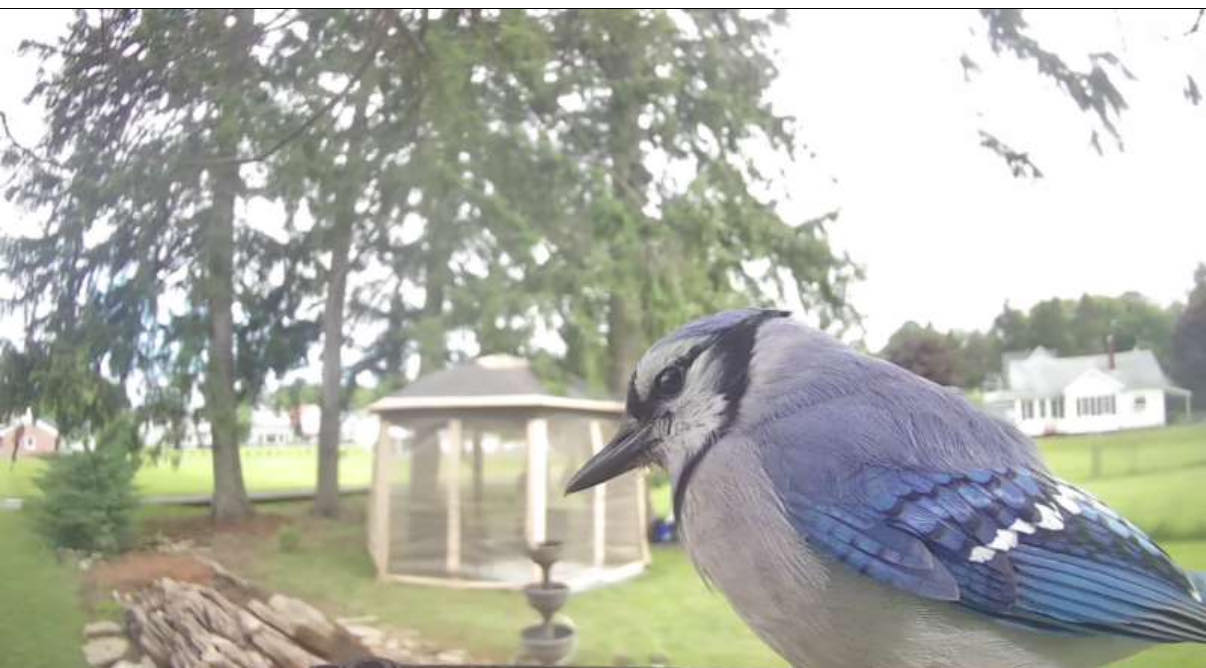Bird