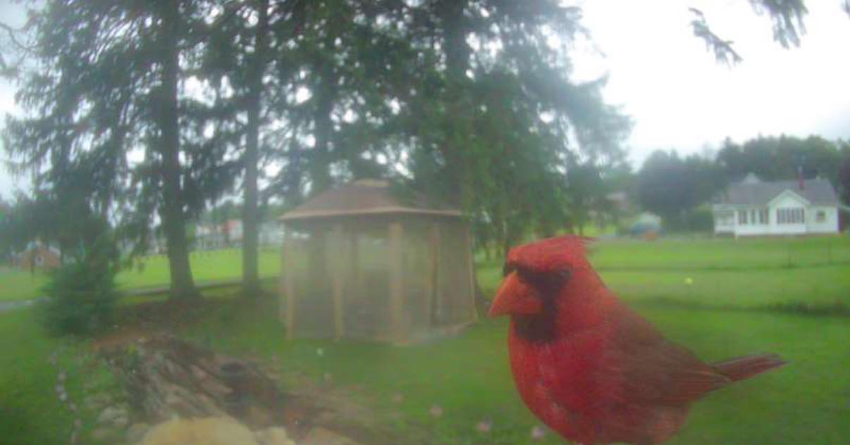 Bird