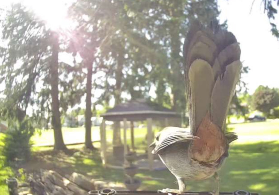 Bird