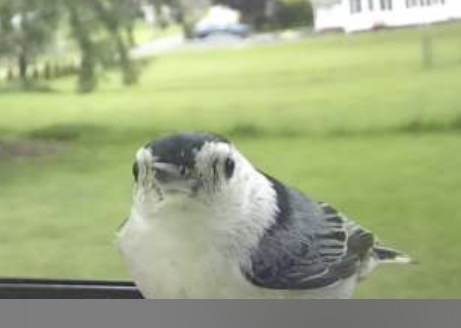 Bird