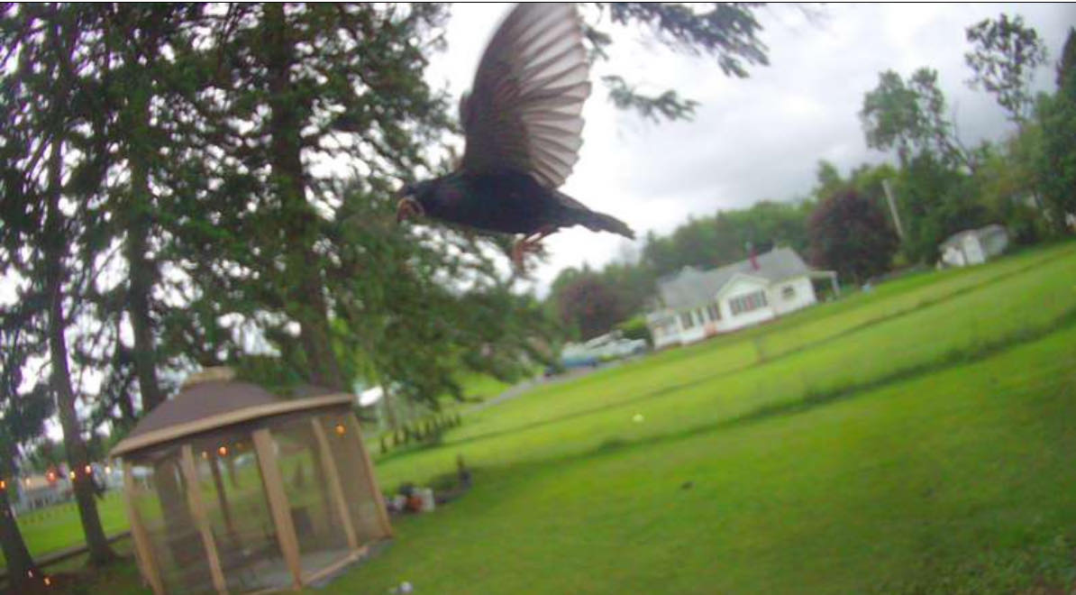 Bird