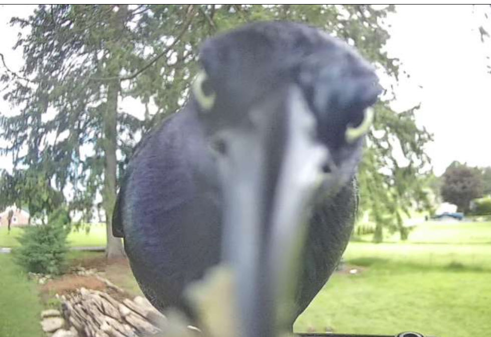 Bird