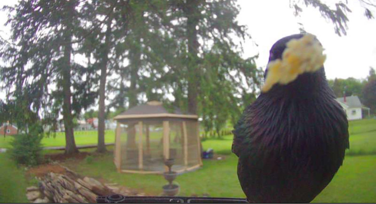 Bird