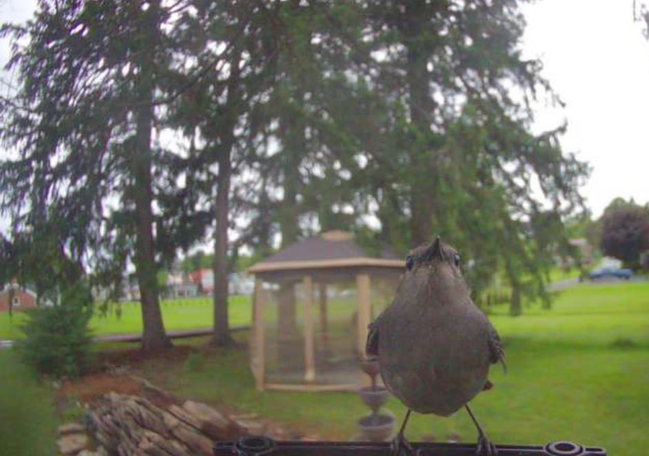 Bird