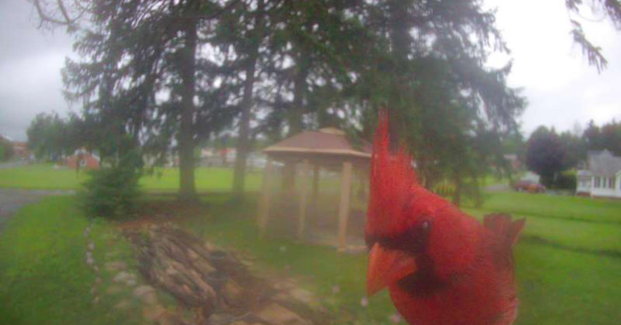 Bird